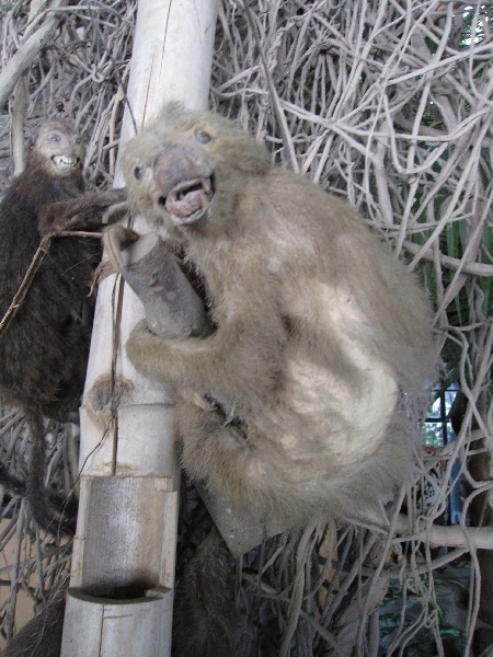 All kinds of animals at the Museo Inti Nan, Ecuador