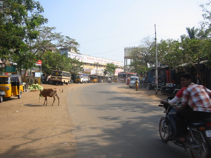 Mahabalipuram India Crop eating cows on the road in Mahabalipuram, India