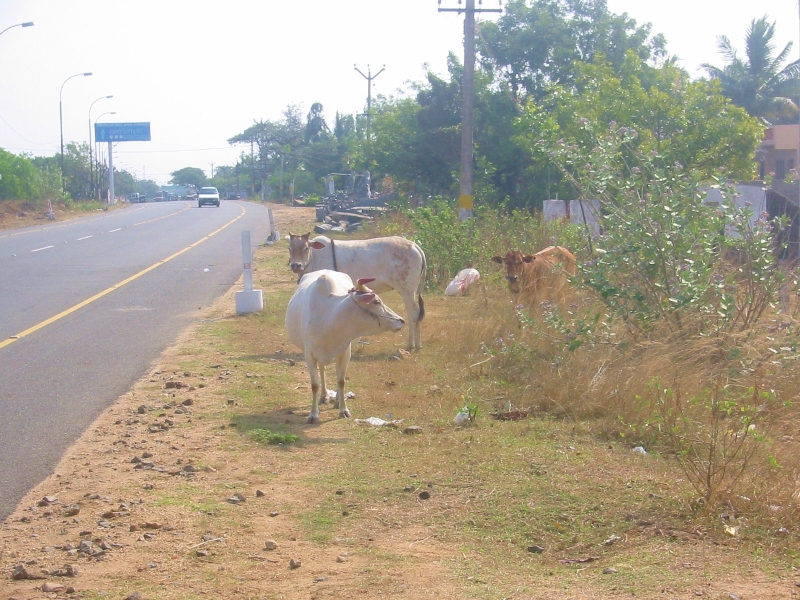 Cows on the side of the road in Mahabalipuram, Tamil Nadu, India