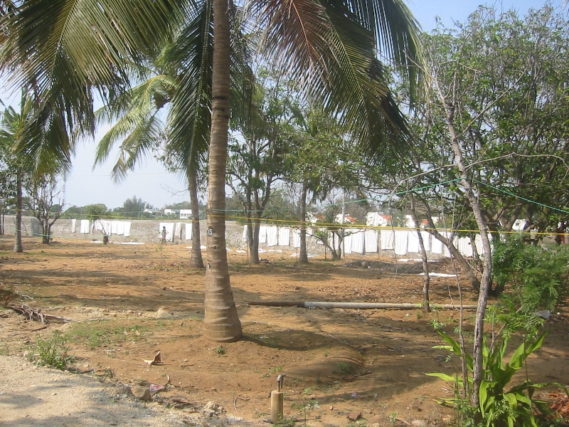Palm trees near our hotel in Mamallapuram , India