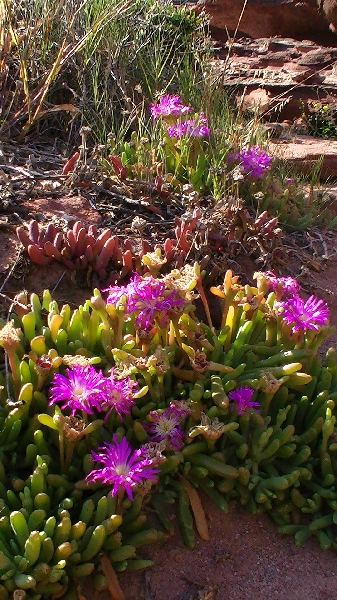 Purple wildflowers in Kalbarri at Mushroom Rock, Australia, Australia