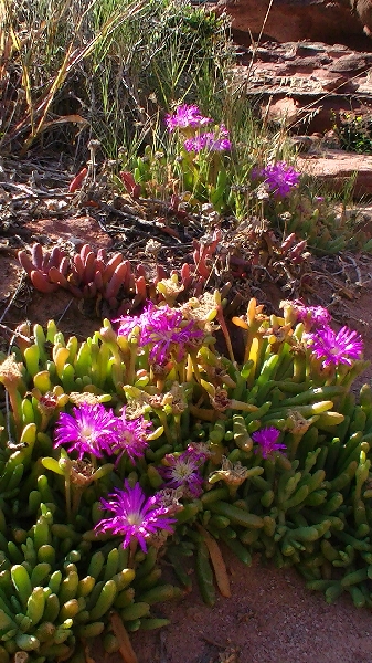 Purple wildflowers in Kalbarri at Mushroom Rock, Australia, Kalbarri Australia