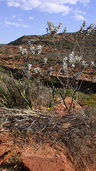 Kalbarri Australia Photos of the flora in Kalbarri