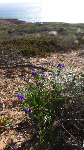 Purple wildflowers in Rainbow Valley, Kalbarri, Kalbarri Australia