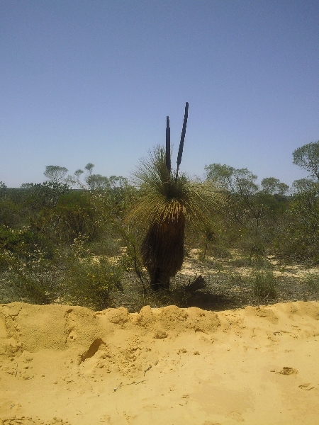 Photos of the boab trees in Kalbarri National Park, Kalbarri Australia