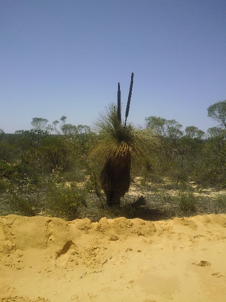 Photos of the boab trees in Kalbarri National Park, Australia