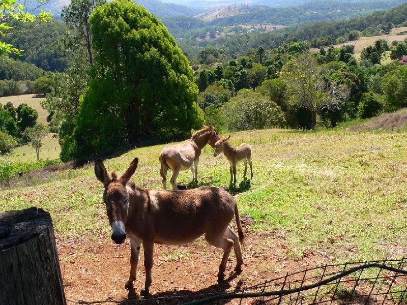 Maleny Australia Spa Views Donkeys, Sassy, Tassy and Uri over looking the valley below