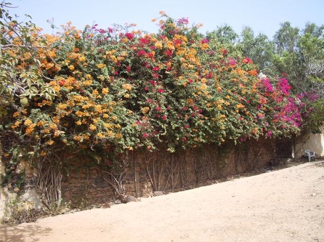 Flowering bougainvillea at Ile de Goree, Senegal, Senegal