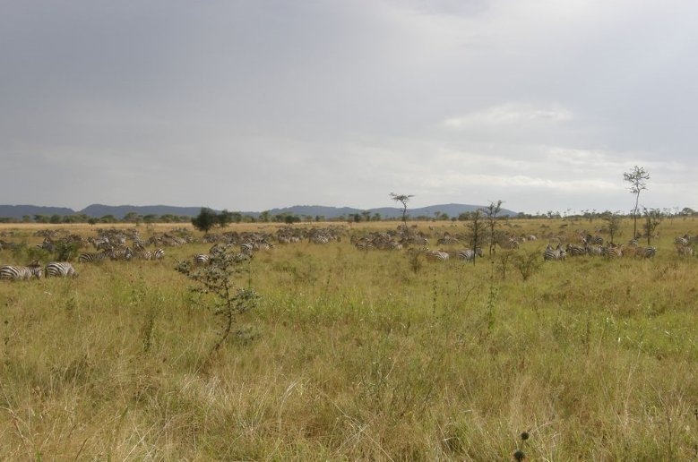 Pictures of the Serengeti National Park in Tanzania, Mara Tanzania