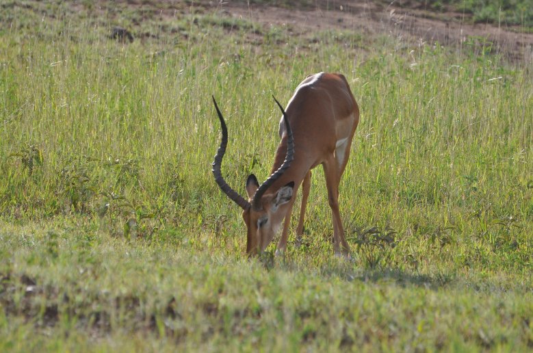 Grazing antilope in Serengeti National Park in Tanzania, Tanzania
