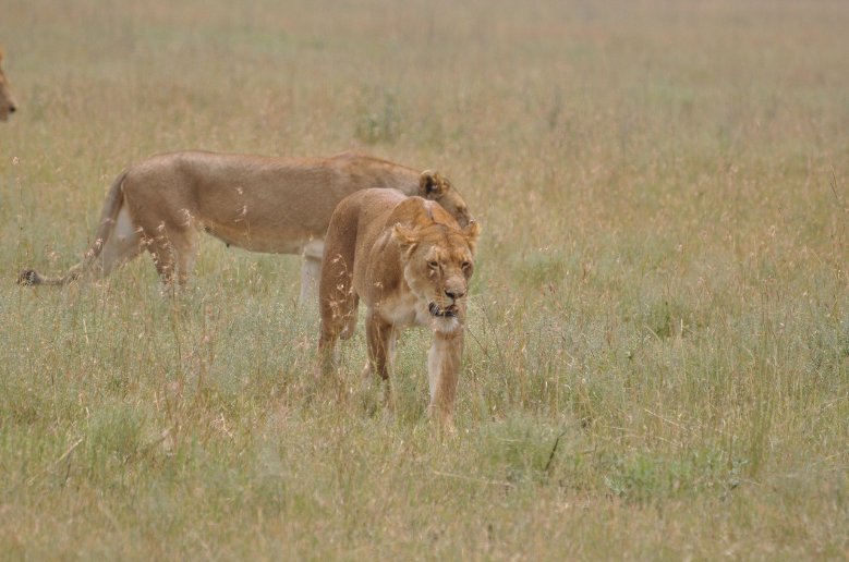 Tigers in Serengeti National Park in Tanzania, Mara Tanzania