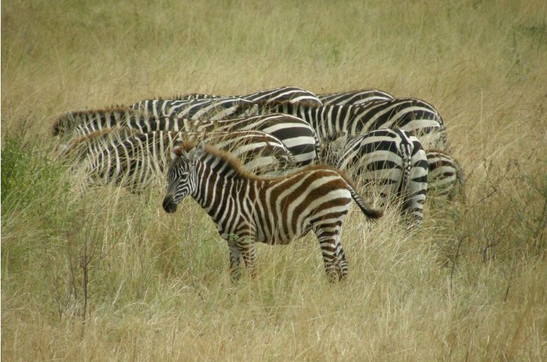 Zebra photos Serengeti National Park in Tanzania, Mara Tanzania