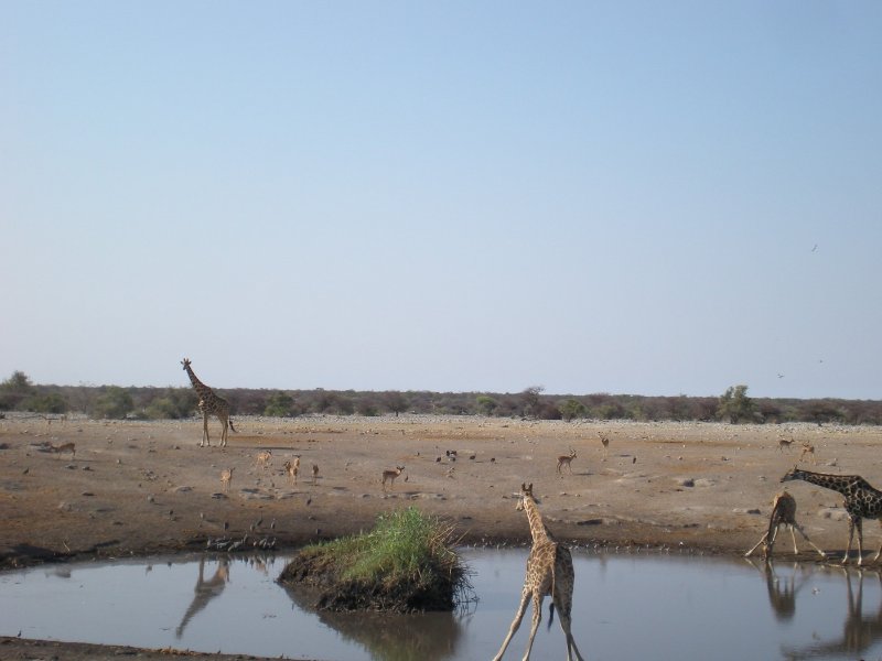 Photos of drinking giraffes in Etosha National Park, Namibia, Namibia