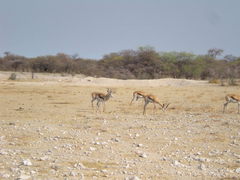 Grazing antilopes during a game-drive in Namibia, Kunene Namibia