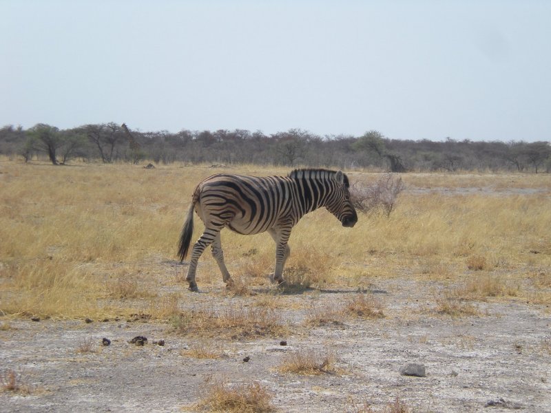 Picture of a zebra in Etosha National Park, Namibia, Namibia