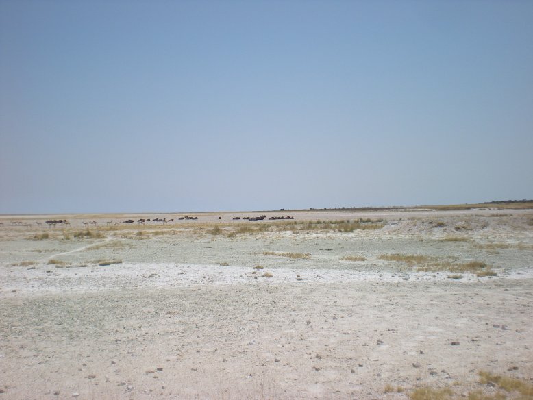 Salt lakes in Etosha National Park, Namibia, Kunene Namibia