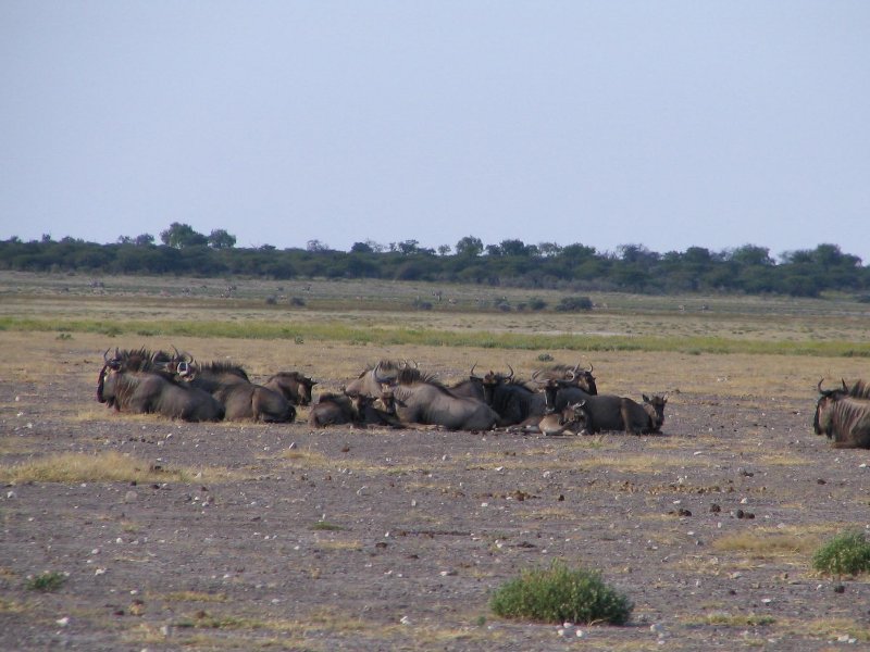 Group of resting wildebeests in Etosha National Park, Namibia, Kunene Namibia