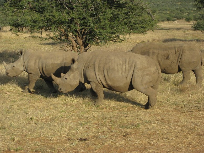 Kunene Namibia Photos of Rhino in Etosha National Park, Namibia