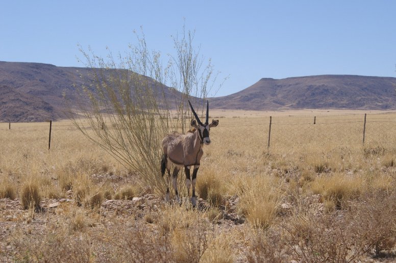 Photos of Etosha National Park, Namibia, Kunene Namibia