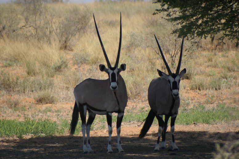 Photo of two gemboks in Etosha National Park, Namibia, Namibia