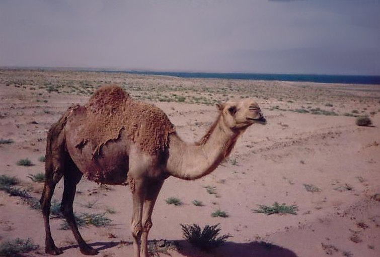 Camel in the desert of Iraq, Iraq