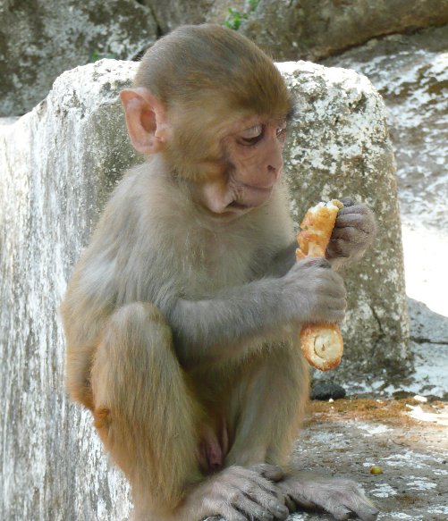 Kathmandu Nepal Pictures of the Monkey Temple in Katmundu, Myanmar