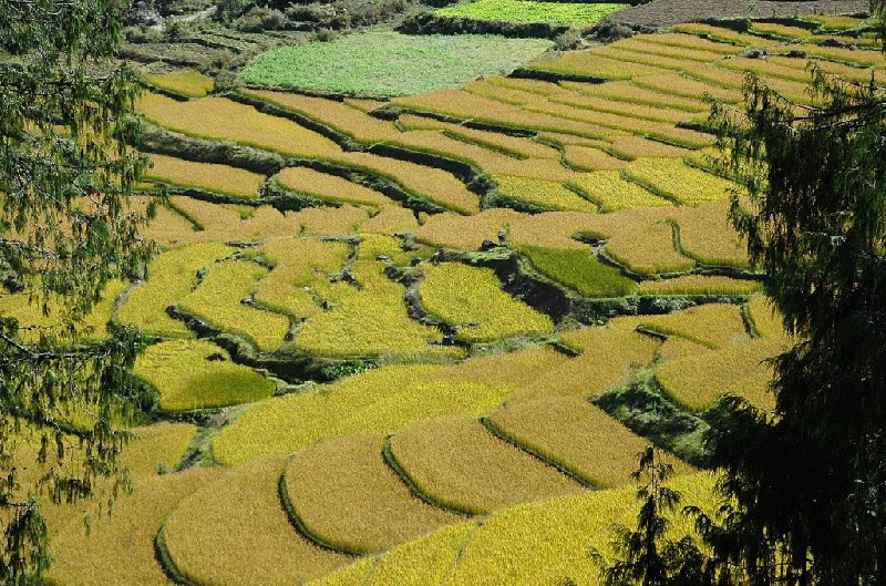 Ricefields in Bhutan, Paro Bhutan