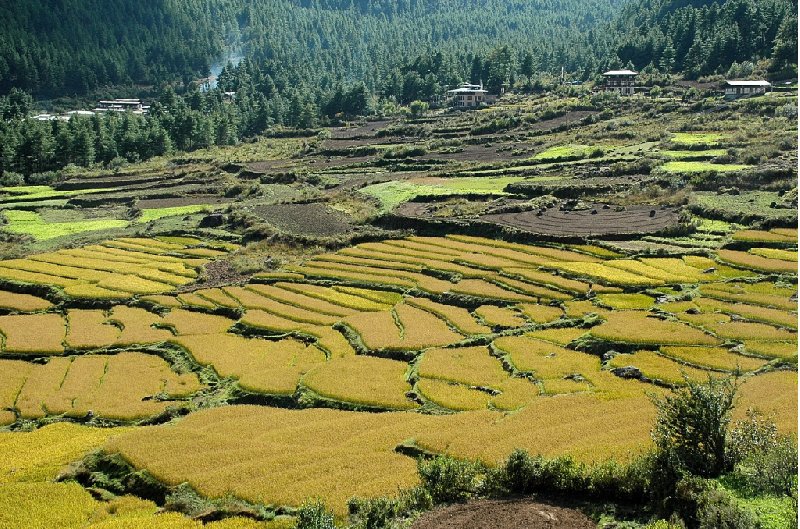 Photos of the rice fields in the Paro Region, Bhutan, Bhutan