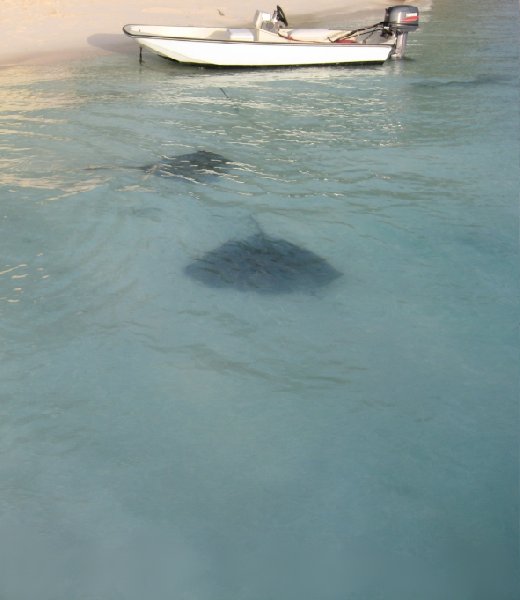 Stingrays on the beach, Bahama's, Bahamas