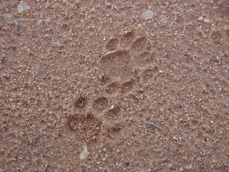 Lion footprints at Kafue National Park Wildlife Pictures, Zambia Kafue Zambia Africa
