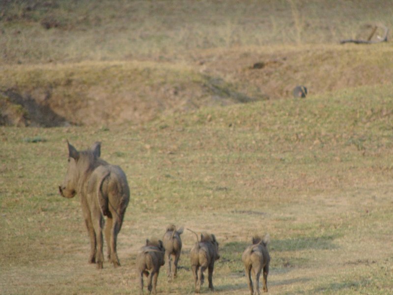 Warthog with youngs at Kafue National Park Wildlife Pictures, Zambia, Zambia