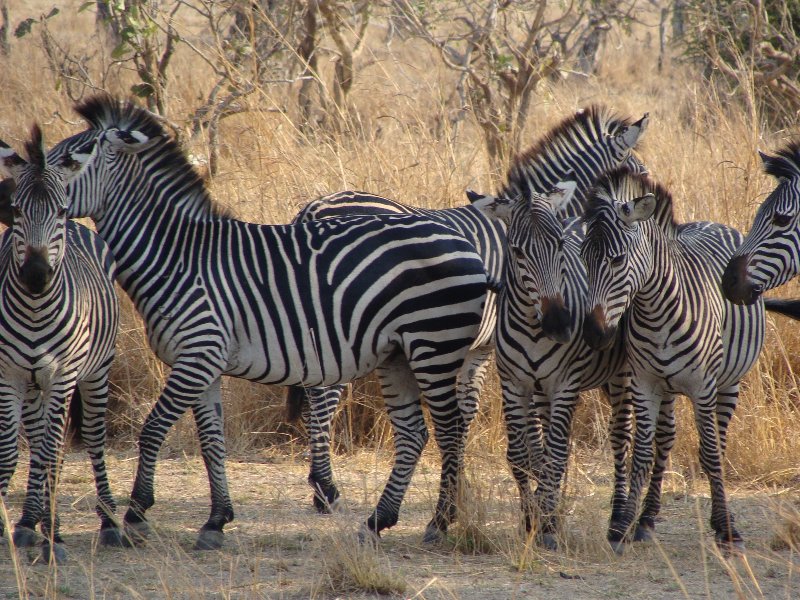 Kafue Zambia Group of zebra's in Kafue National Park Wildlife Pictures, Zambia