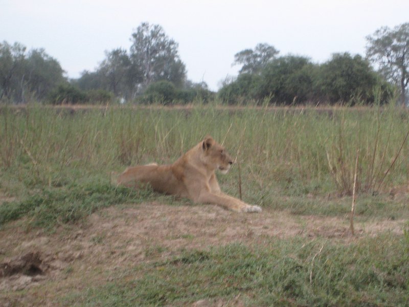 Wildlife Safari Kafue National Park Wildlife Pictures, Zambia, Zambia