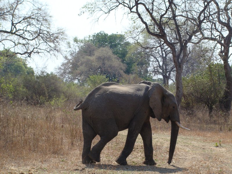 Elephants in Kafue National Park Wildlife Pictures, Zambia, Kafue Zambia