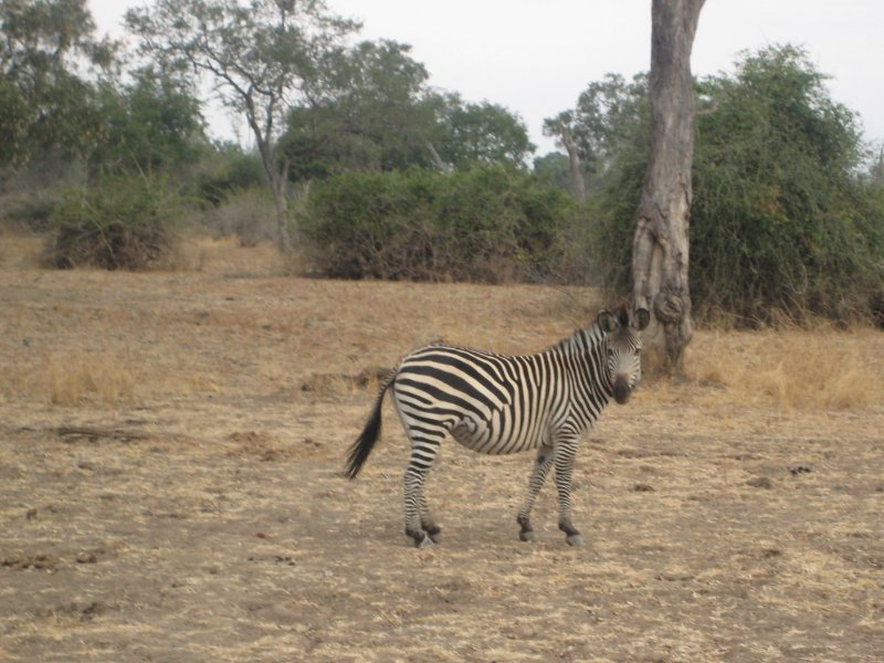 Photo of a zebra in Kafue National Park Wildlife Pictures, Zambia, Zambia