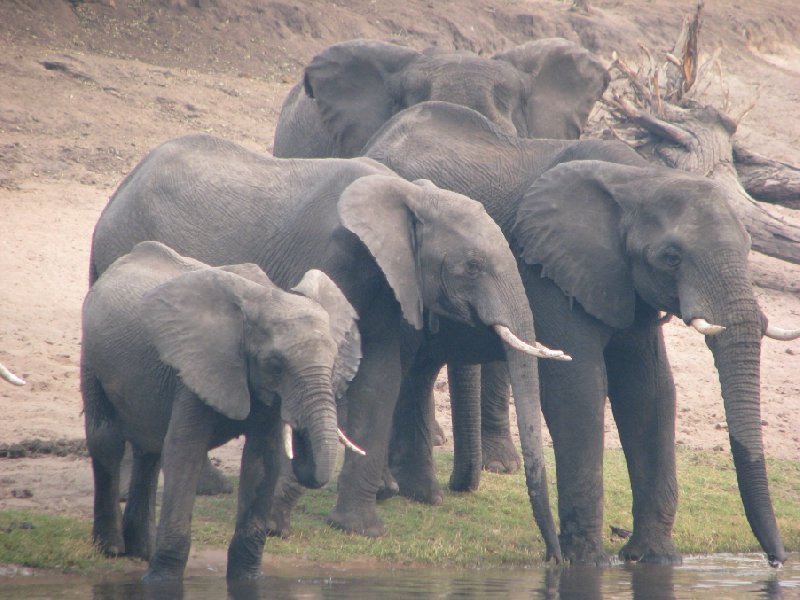 Photo Kafue National Park Wildlife Pictures National