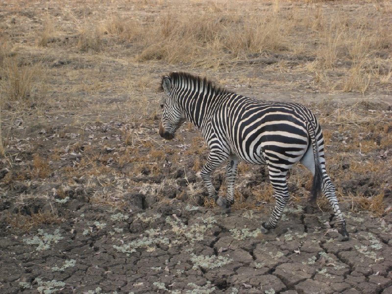 Wildlife spotting in Kafue National Park Wildlife Pictures, Zambia, Zambia