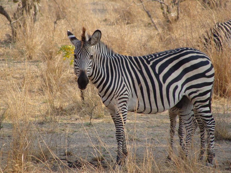 Picture of a zebra in Kafue National Park Wildlife Pictures, Zambia, Kafue Zambia