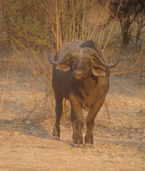 Buffalo Kafue National Park Wildlife Pictures, Zambia, Zambia