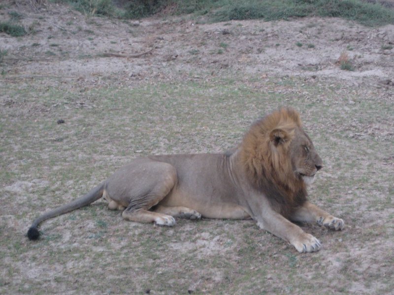 Photos of animals in Kafue National Park Wildlife Pictures, Zambia, Kafue Zambia