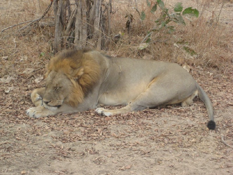 Lion in the shade at Kafue National Park Wildlife Pictures, Zambia, Zambia