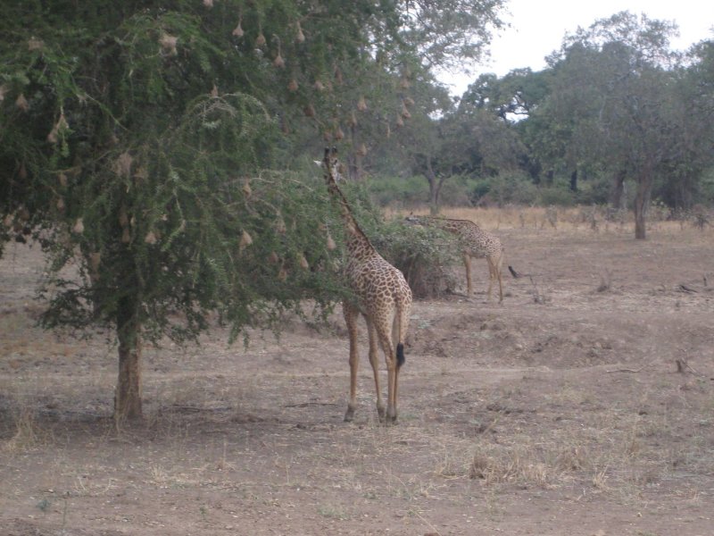 Kafue Zambia Wildlife Safaris Zambia