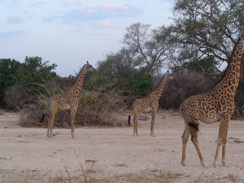 Group of giraffes in Kafue National Park Wildlife Pictures, Zambia, Zambia