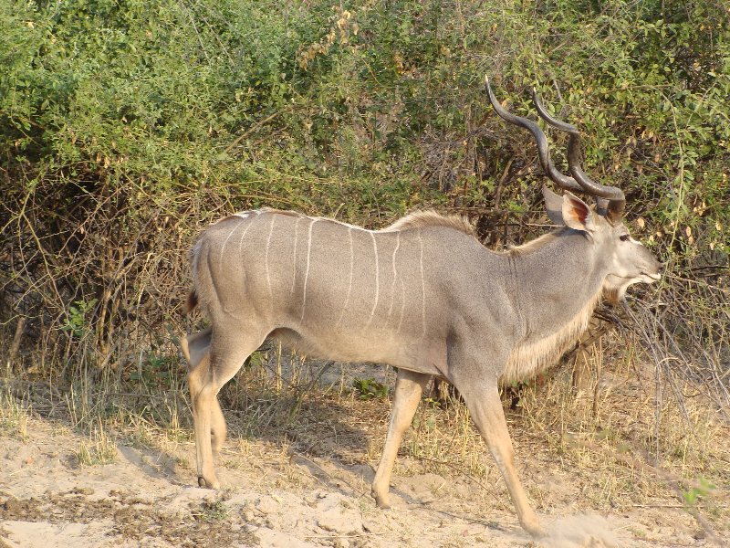 Safari Tours Zambia, Zambia