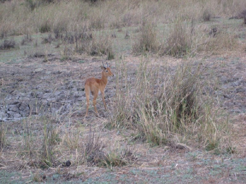 Antilope in Kafue National Park Wildlife Pictures, Zambia, Zambia