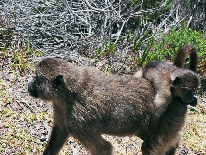 Mom and baby baboon in Botswana, Botswana