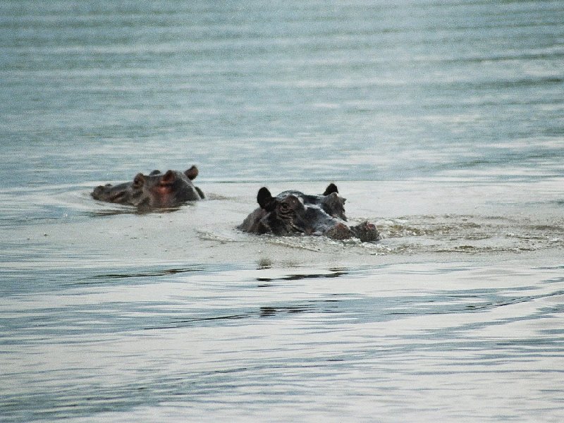 Swimming hippo's in Botswana, Kasane Botswana