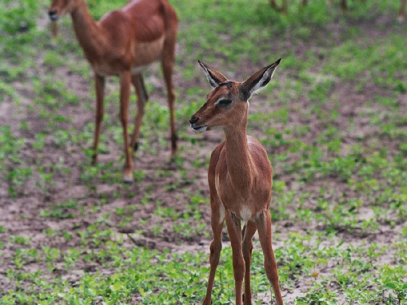 Antilopes in Botswana, Botswana