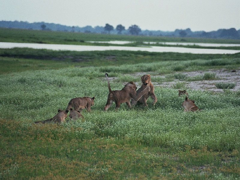 Photos of playing tiger cubs in Botswana, Kasane Botswana
