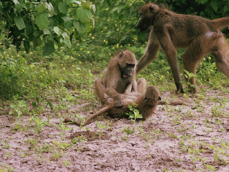 Monkeys during Safari Tour, Botswana, Kasane Botswana